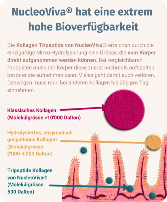 Kollagen Pulver mit Kollagen Tripeptiden 500 Dalton