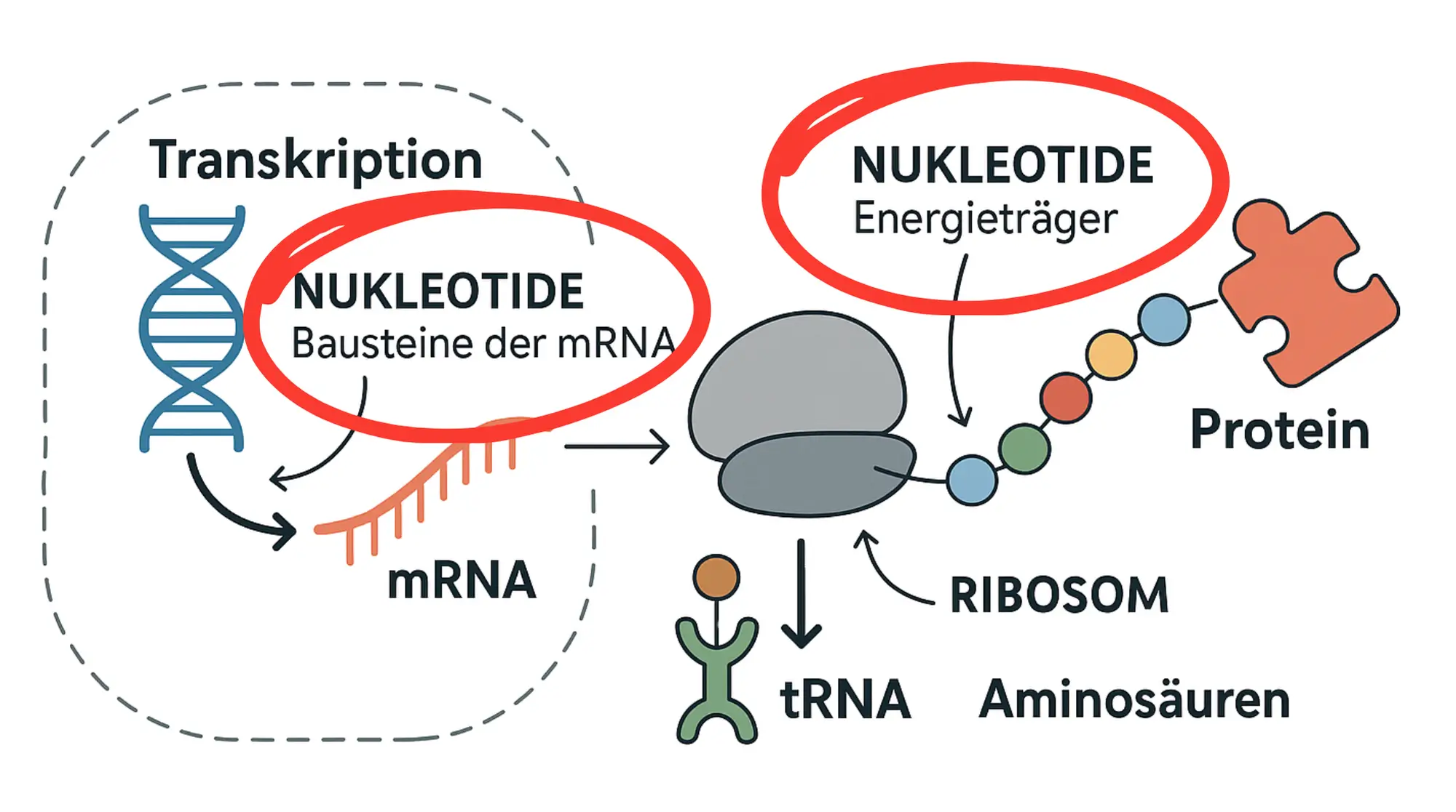 Proteinbiosynthese & Rolle der Nukleotide