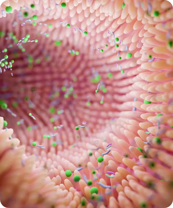 SBN Darm 1 Reizdarm behandeln